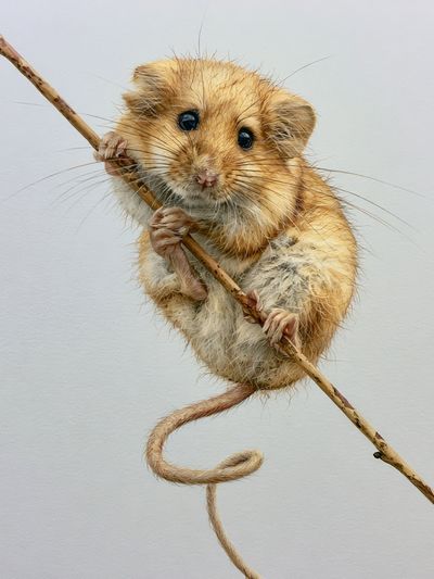 Mouse on Branch Illustration Poster.