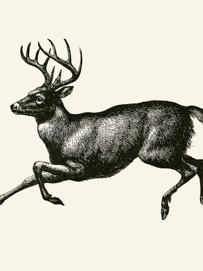Leaping Deer Vintage Print.