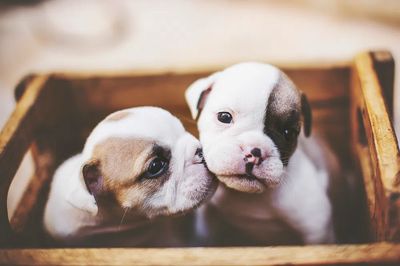 Puppy Cuddle Photography Poster. poster print