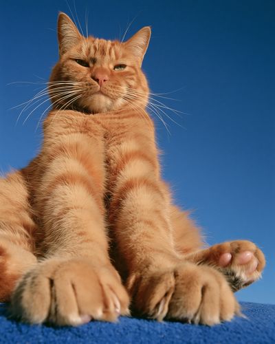 Orange Tabby Cat Portrait Poster. poster