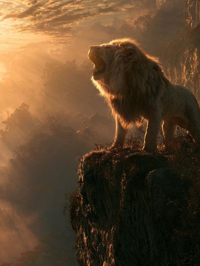 Majestic Lion at Sunrise Poster.