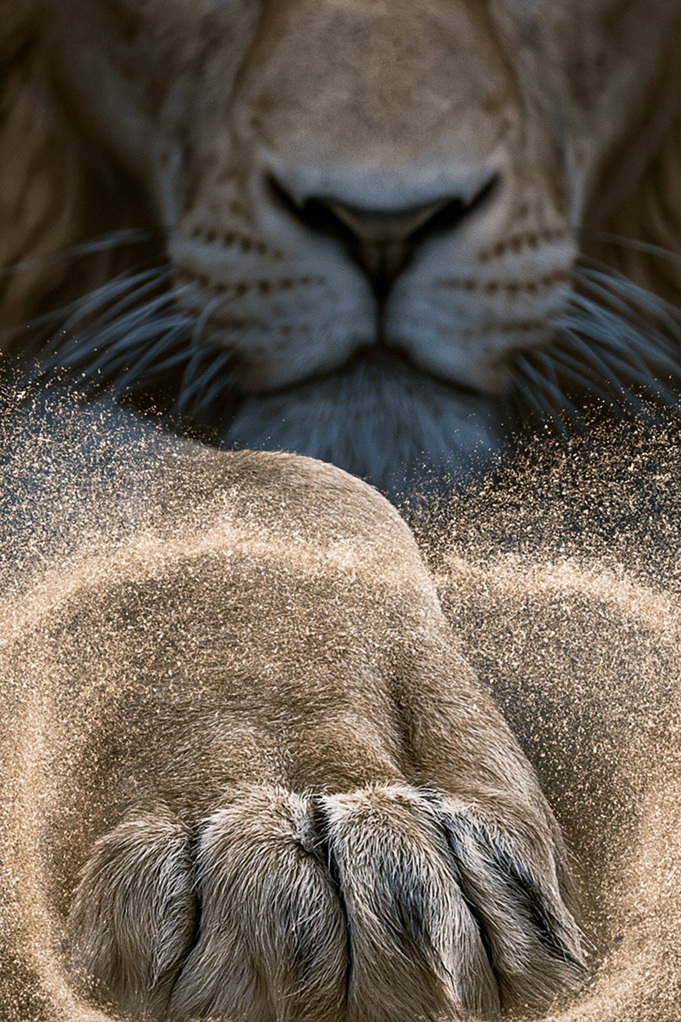Lion Paw Close-Up Photography Poster. poster detail