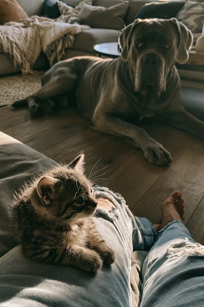 Cozy Cat and Dog Living Room Poster.
