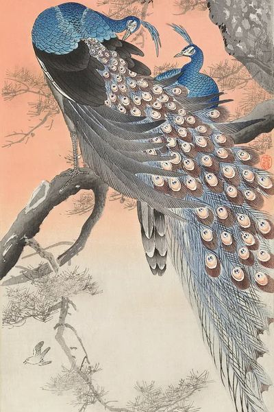 Two peacocks on tree branch (1900 - 1930). poster