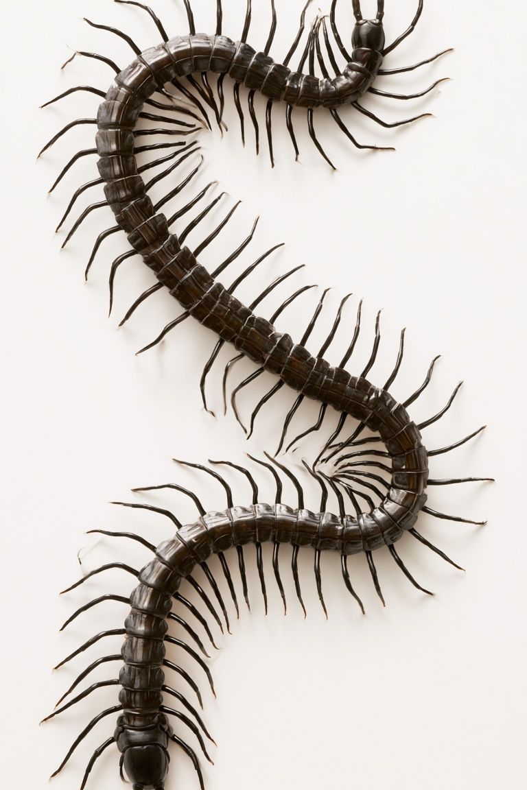 Centipede Study Photography Poster. poster detail