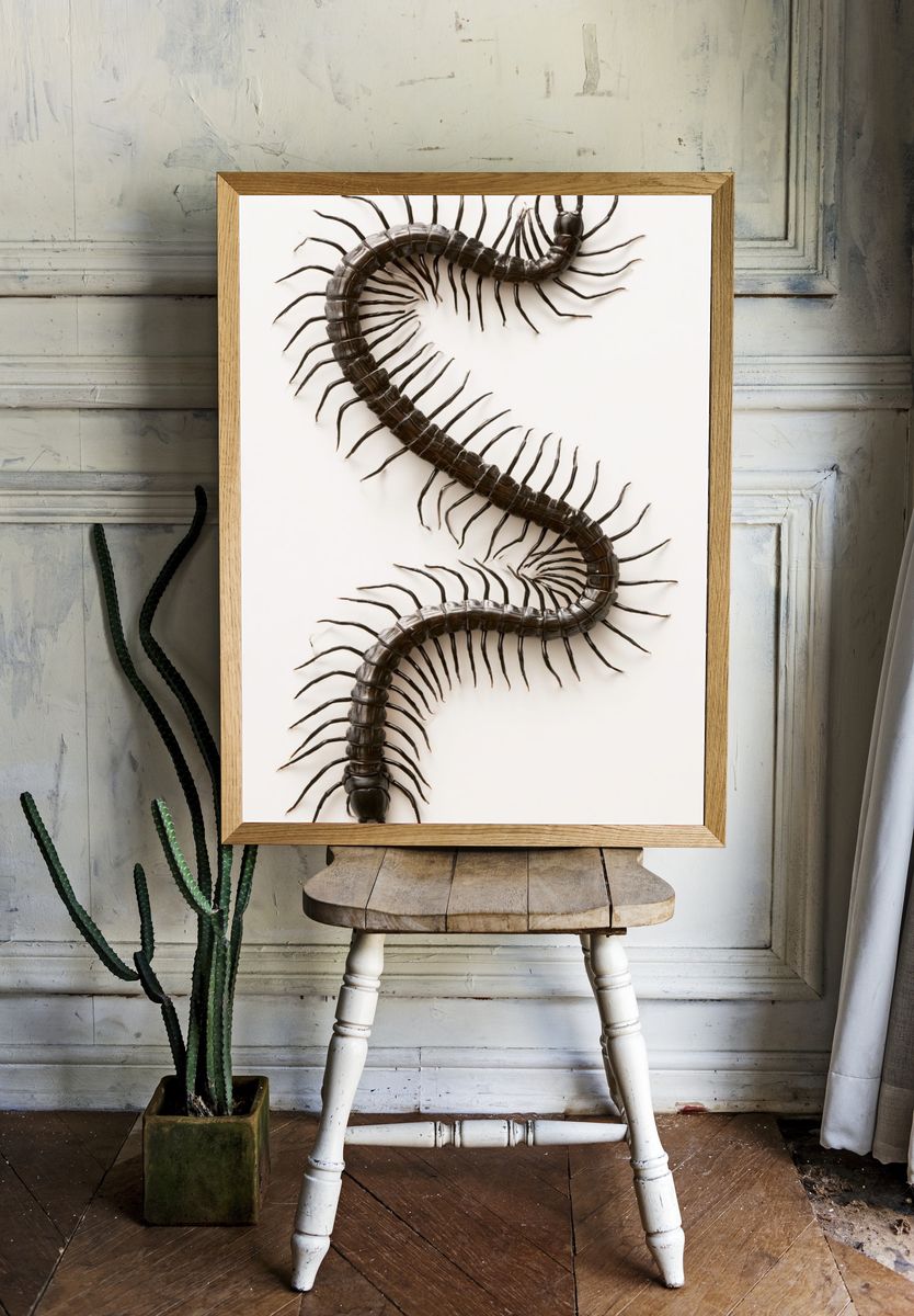 Centipede Study Photography Poster. — room view 1