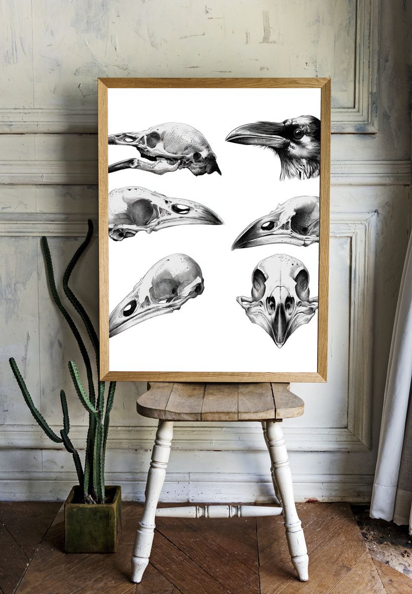Raven Skull Study Print. room preview