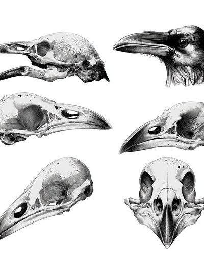 Raven Skull Study Print.