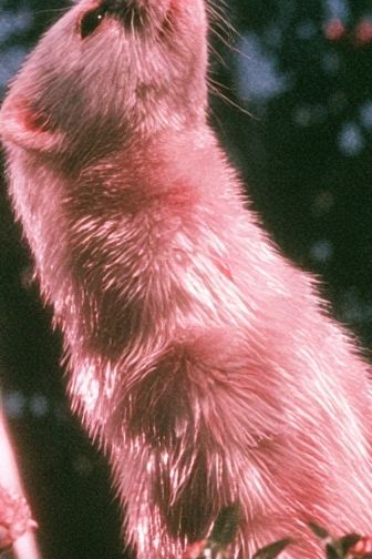 Pink Ferret Portrait Poster. poster detail