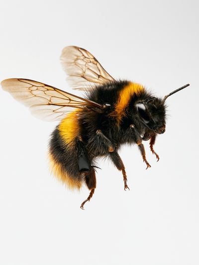 Bumblebee Macro Photography Poster.