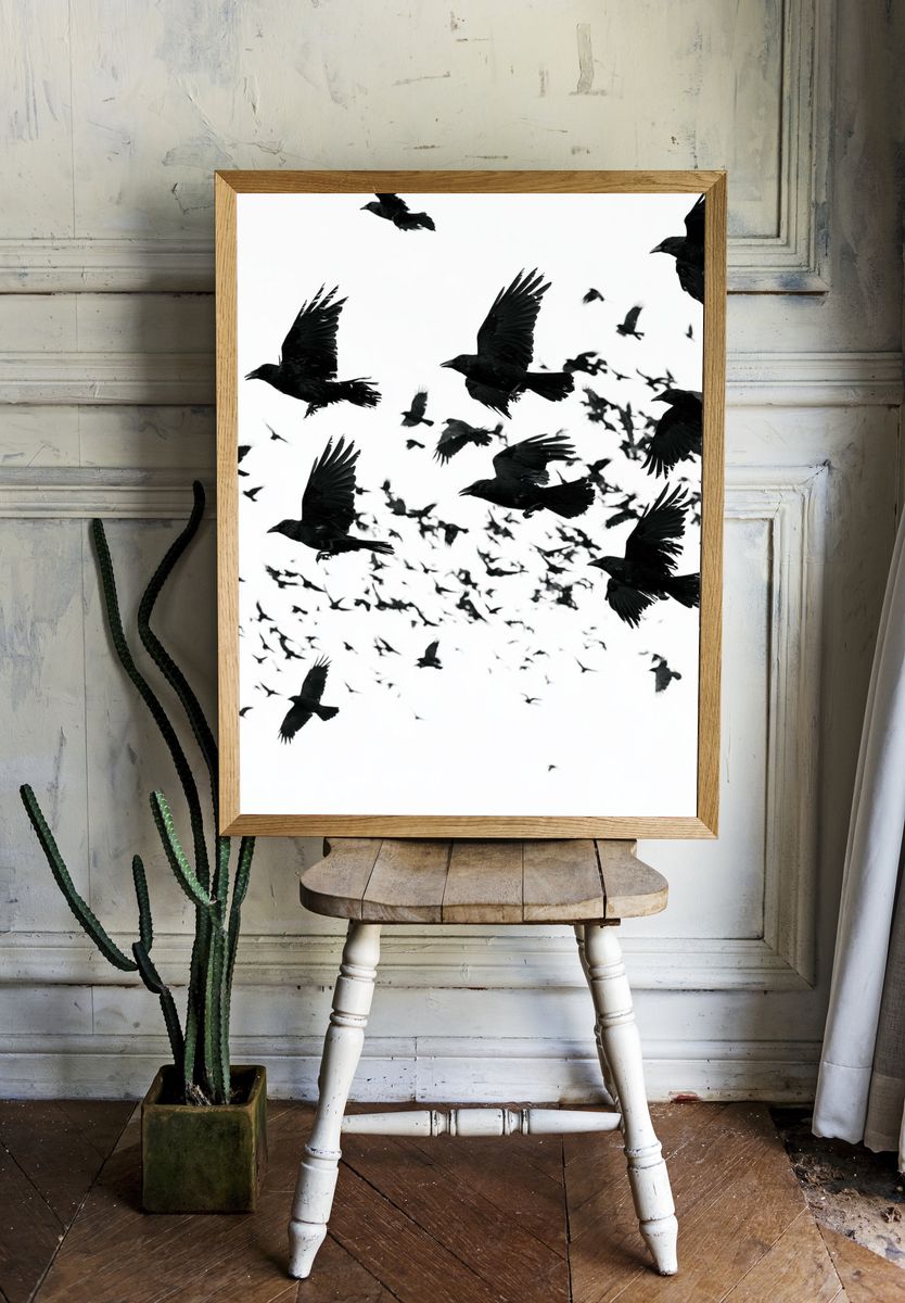 Flock of Ravens Photography Poster. — room view 1