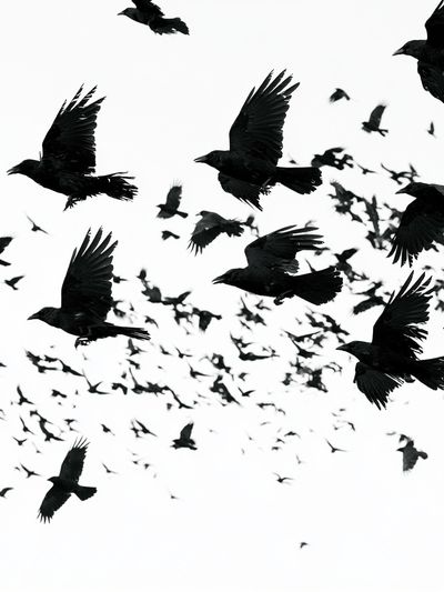 Flock of Ravens Photography Poster. poster