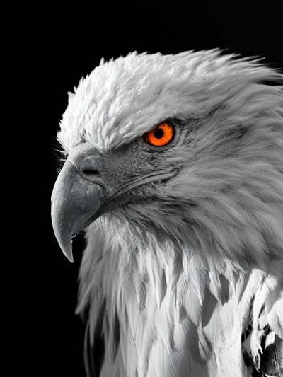 White Eagle Portrait Poster. poster