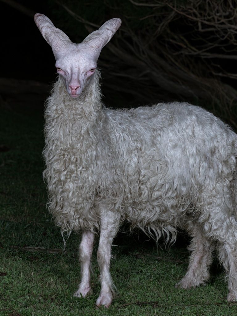 White Goat Portrait Photography Poster. poster — animals art