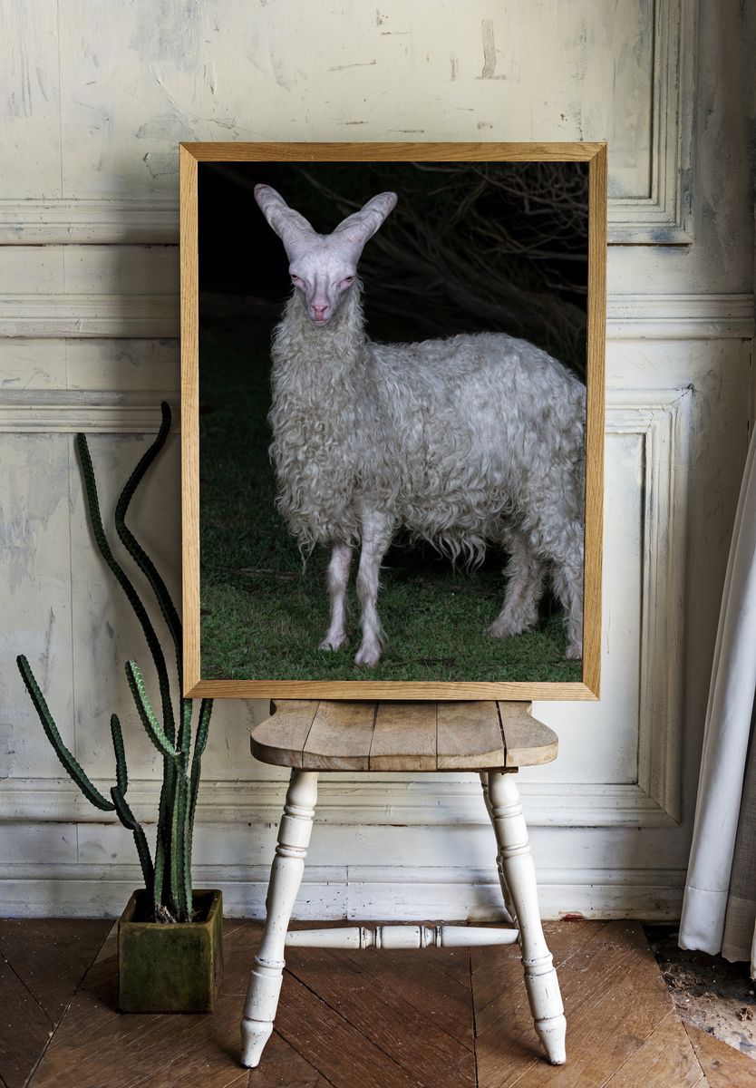 White Goat Portrait Photography Poster. — room view 1