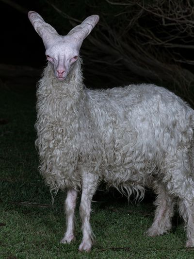 White Goat Portrait Photography Poster.