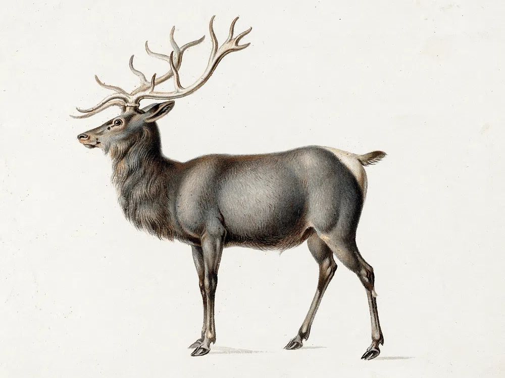 European Elk Peter Rindisbacher. Original. poster detail