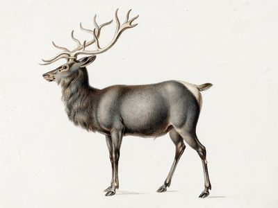 European Elk Peter Rindisbacher. Original. poster print