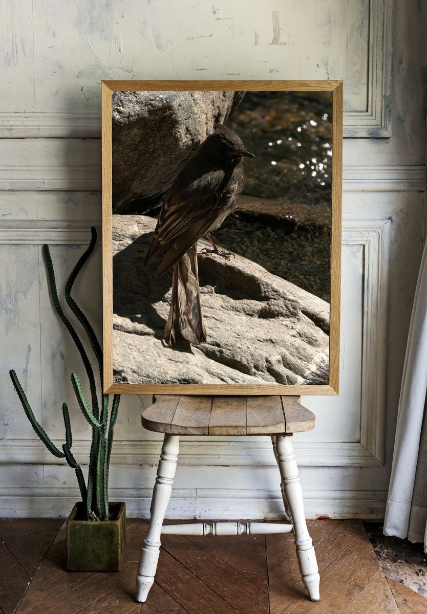 Dark Bird on River Rocks Poster. — room view 1
