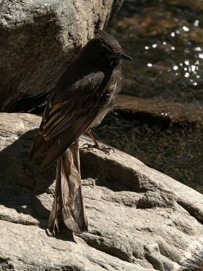 Dark Bird on River Rocks Poster.