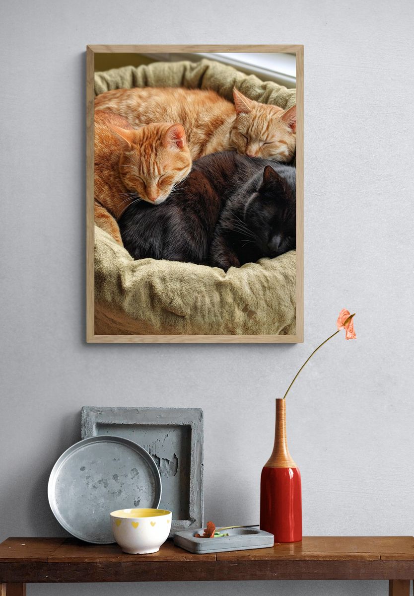 Sleeping Cats Photography Poster. — room view 3