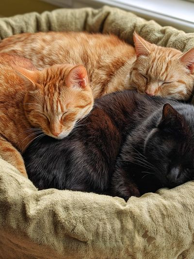 Sleeping Cats Photography Poster. poster