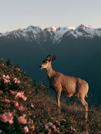 Deer at Alpine Dawn Poster.