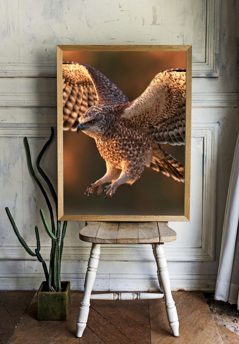 Soaring Hawk Photography Poster. — room view 1