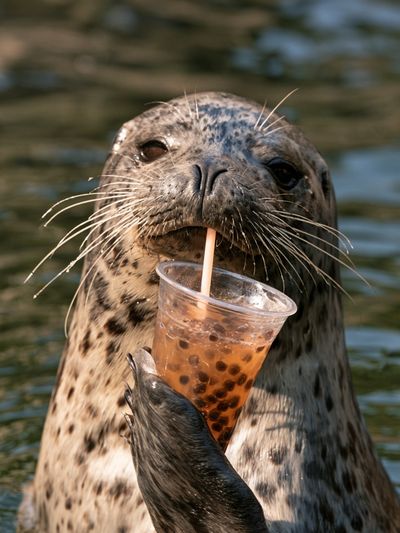 Playful Seal with Bubble Tea Poster.