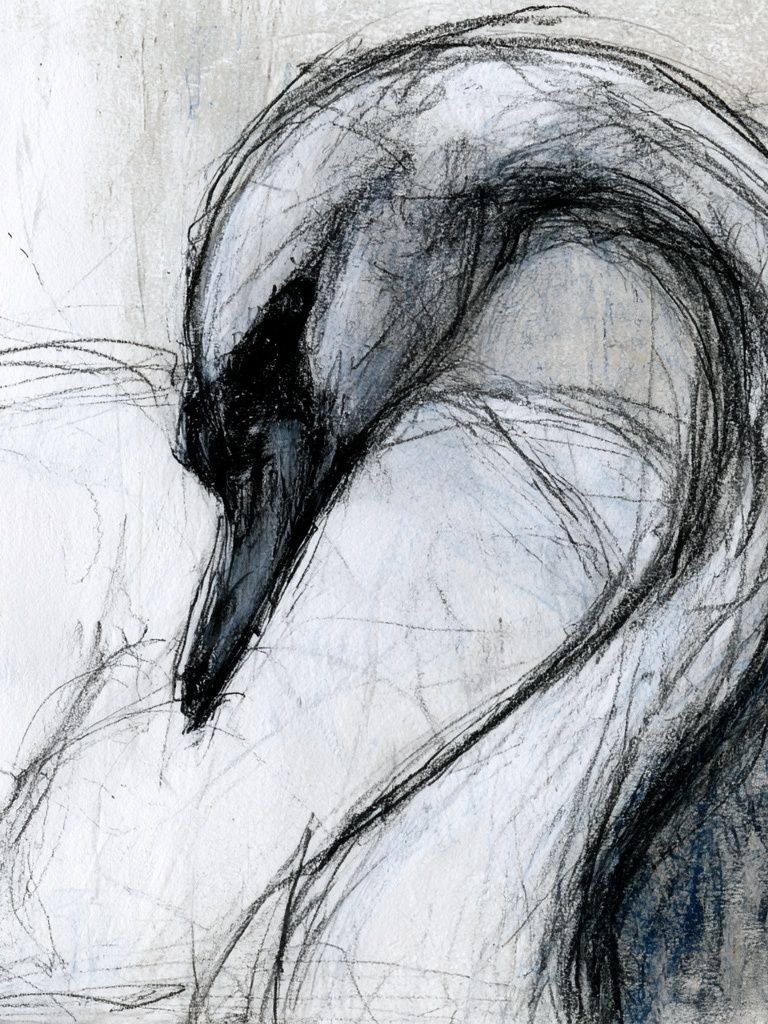Abstract Swan Sketch Poster. poster — animals art