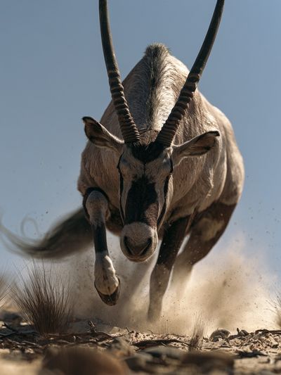 Oryx Charging Wildlife Poster.
