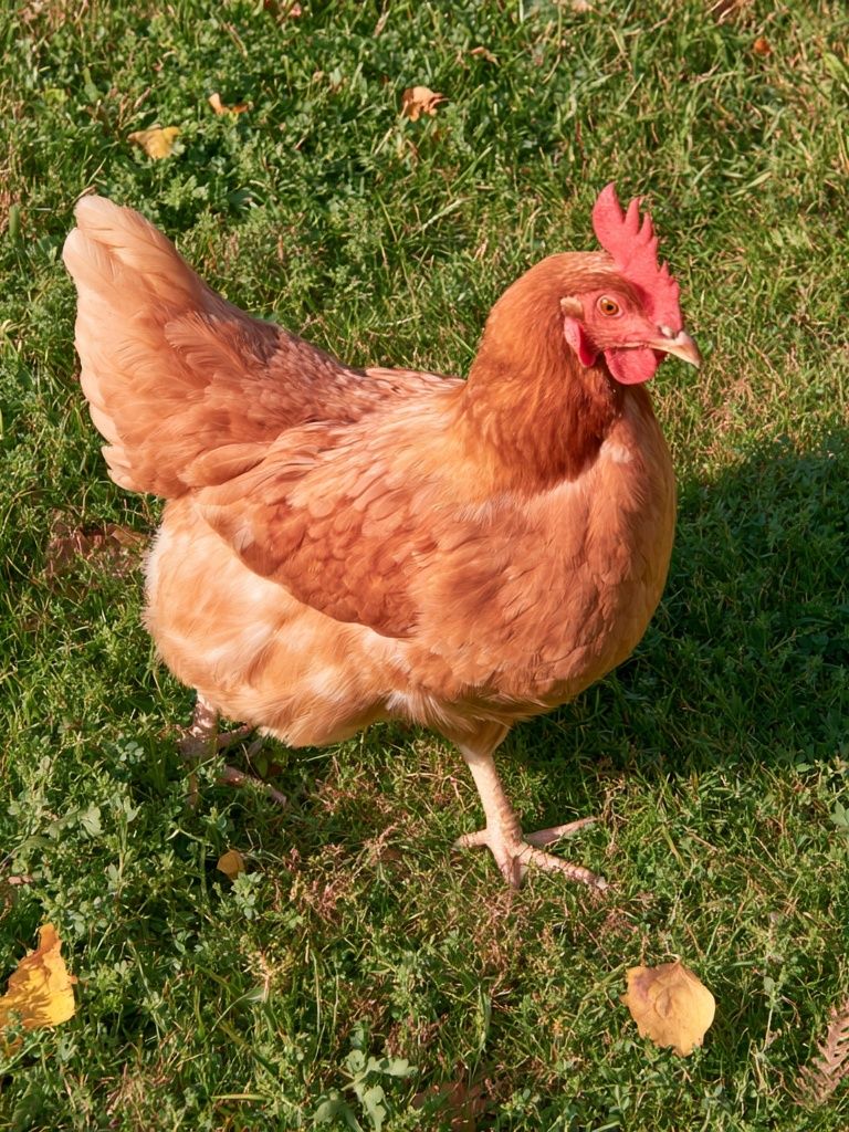 Backyard Hen Photography Poster. poster — animals art