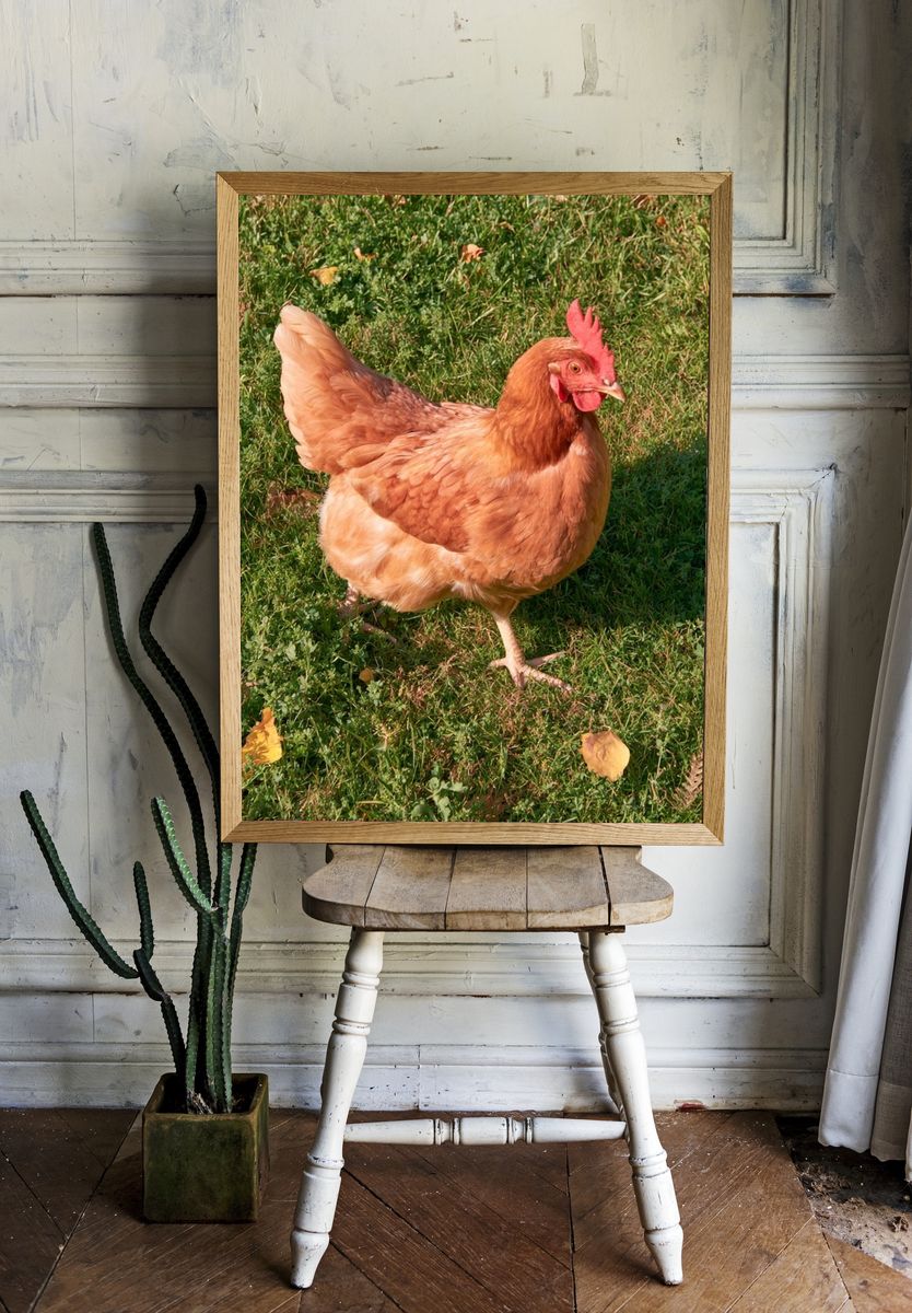 Backyard Hen Photography Poster. room preview