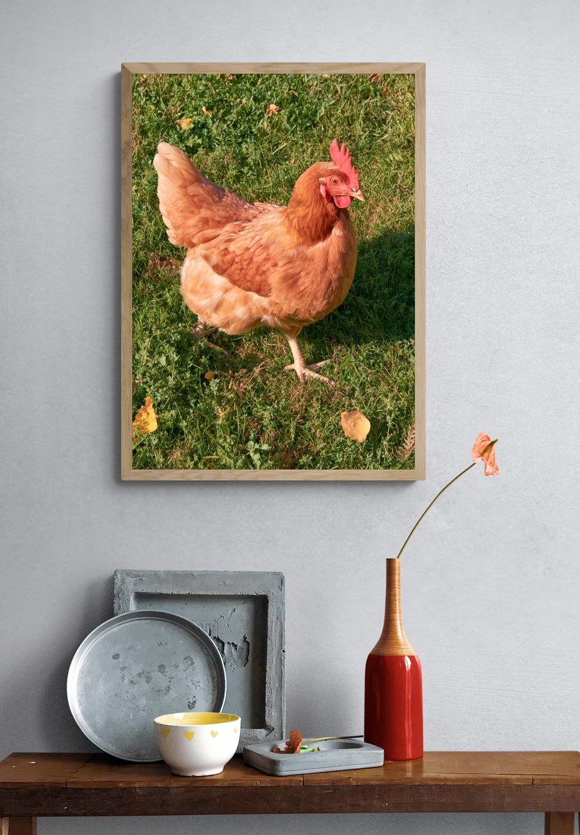 Backyard Hen Photography Poster. — room view 3