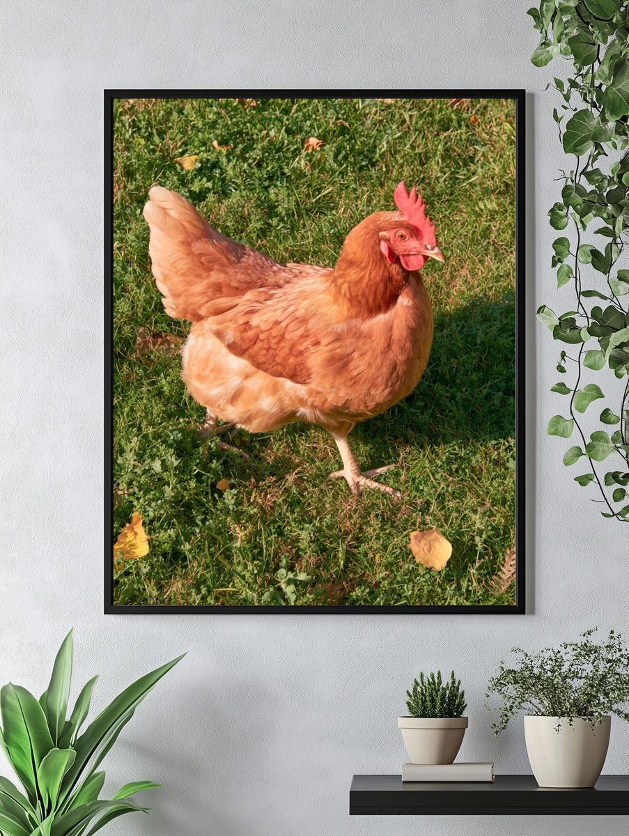 Backyard Hen Photography Poster. — room view 4