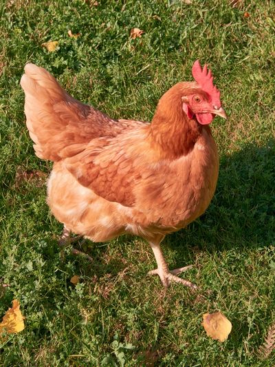 Backyard Hen Photography Poster.