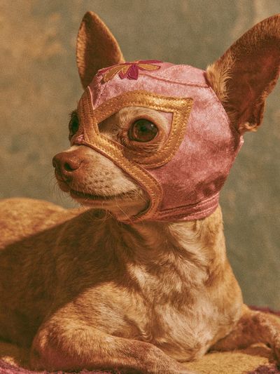 Masked Chihuahua Portrait Print. poster