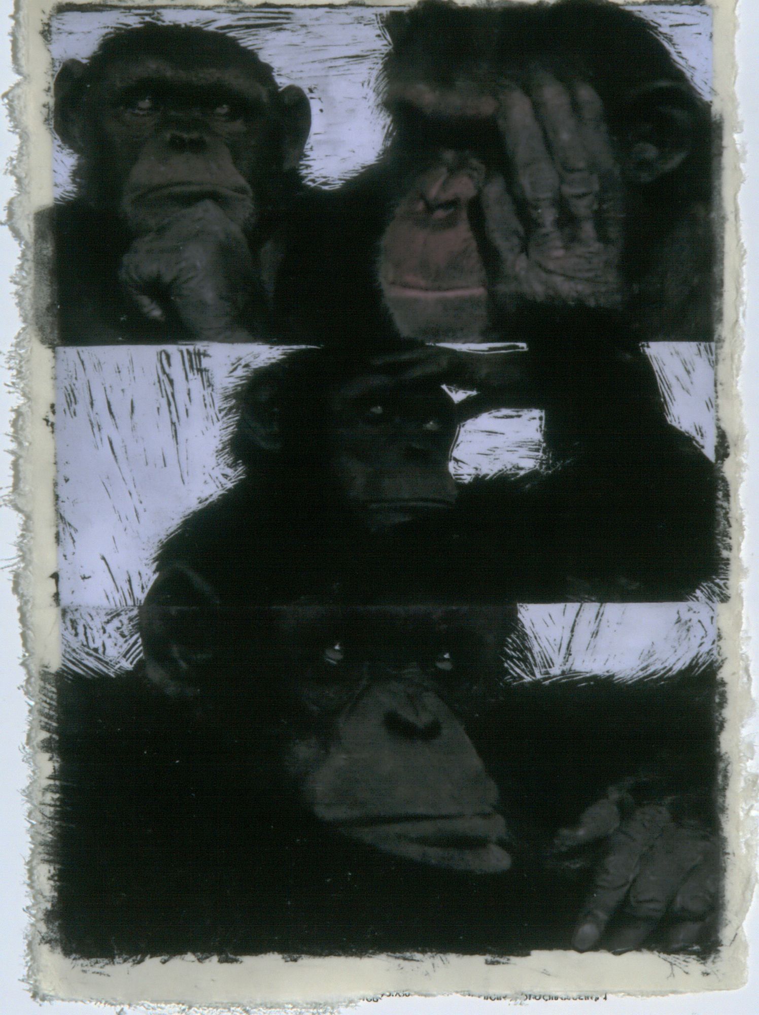 Chimpanzee Portrait Black-White Print. poster detail