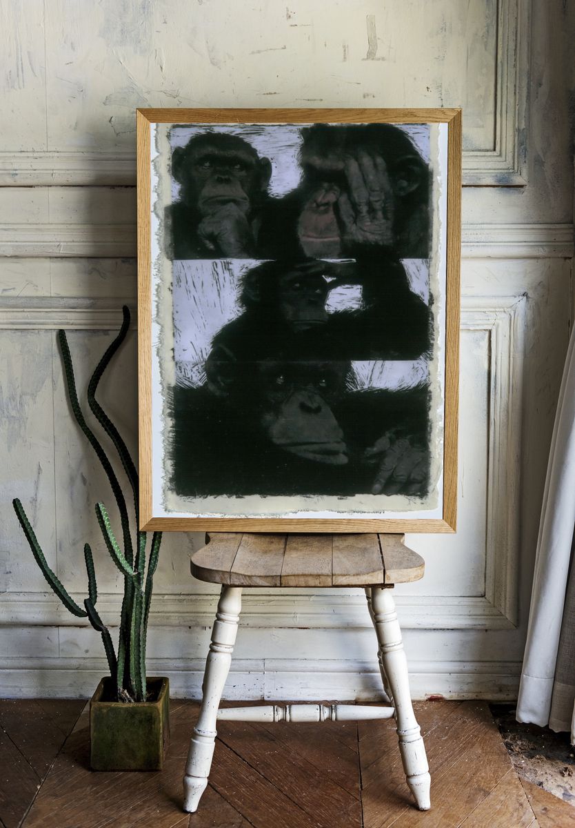 Chimpanzee Portrait Black-White Print. room preview