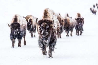 Bison group road Frying Pan. poster
