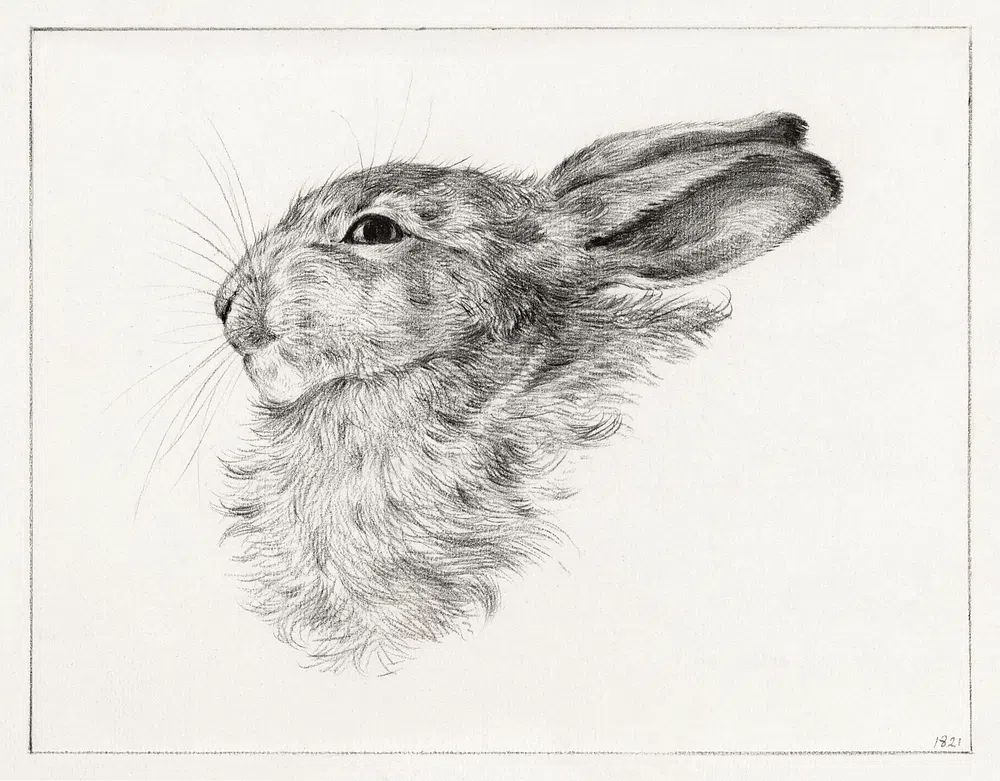 Head rabbit (1821) drawing high. poster detail