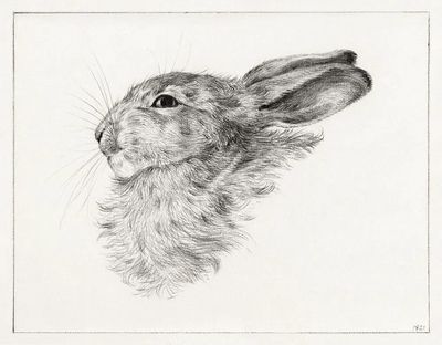 Head rabbit (1821) drawing high. poster