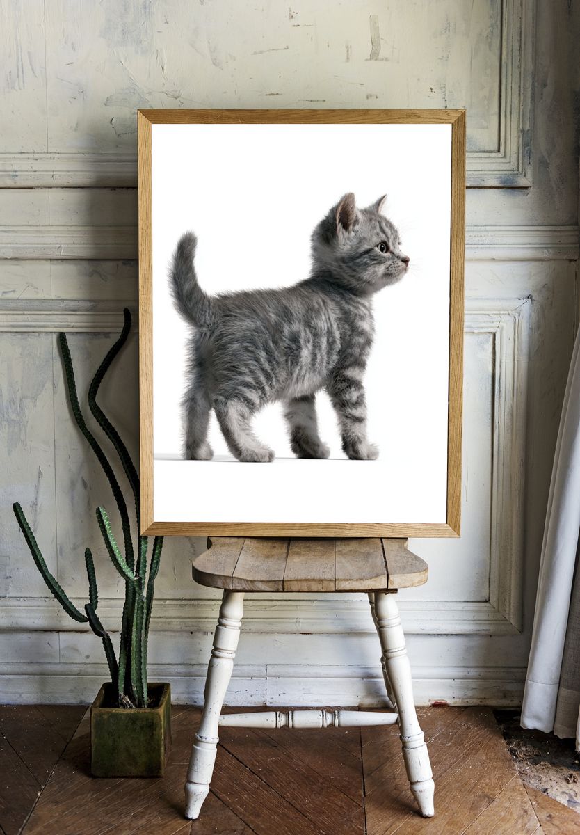 Gray Kitten Portrait Poster. — room view 1