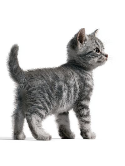 Gray Kitten Portrait Poster. poster