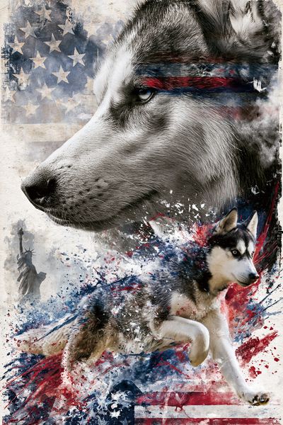 Patriotic Husky Illustration Poster.