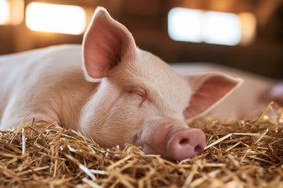 Sleeping Piglet Photography Poster. poster