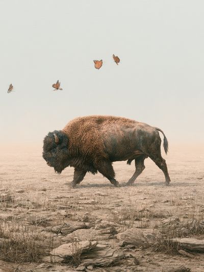 Bison and Butterflies Surrealism Print.