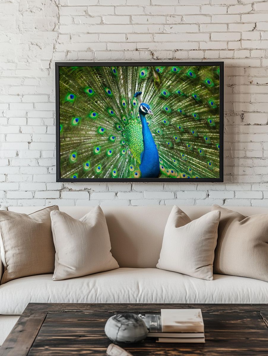 male peacock. room preview