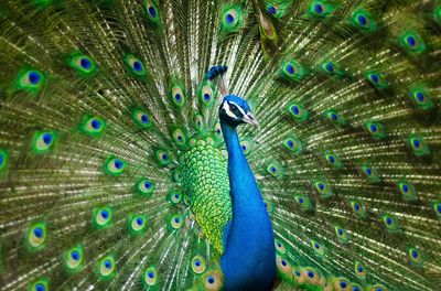 male peacock.
