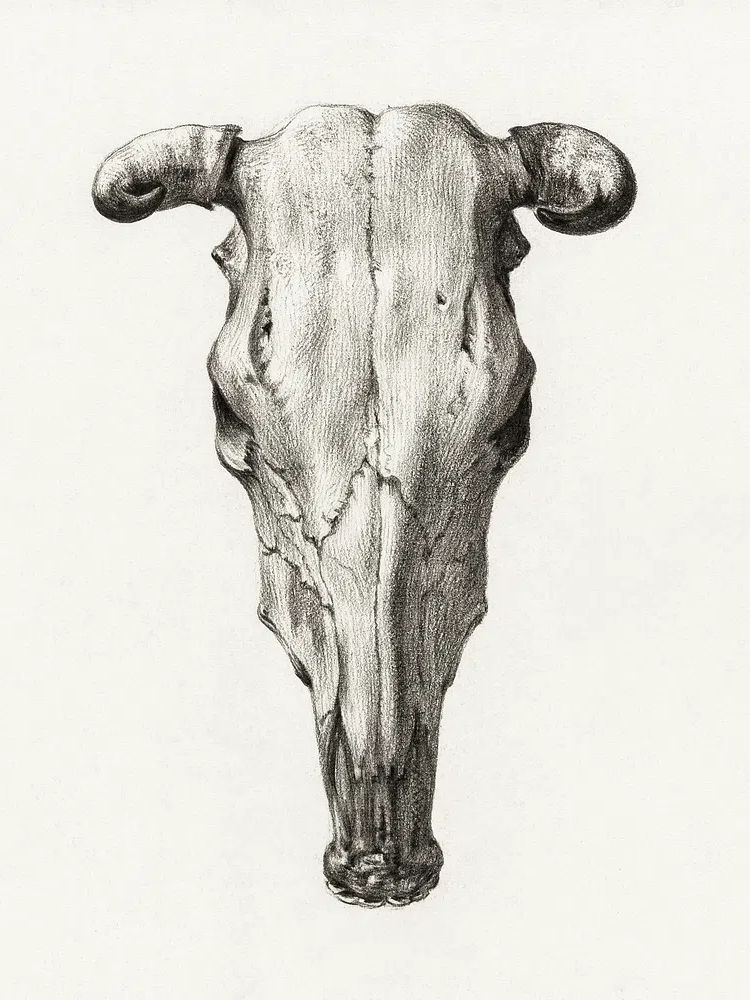 Skull cow (1816) Jean Bernard. poster detail